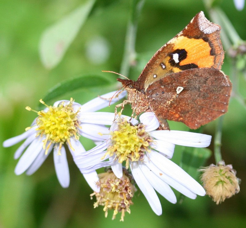 Aster ageratoides var. laticorymbus