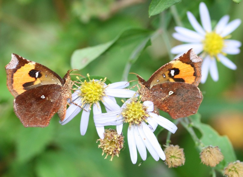 Aster ageratoides var. laticorymbus photo 2