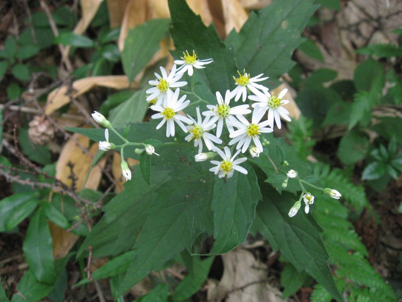 Aster ageratoides var. laticorymbus photo 3