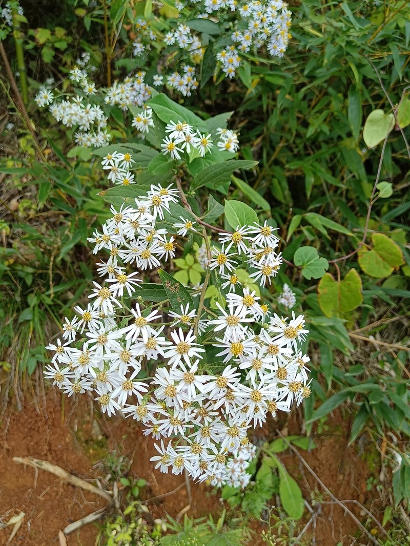 Aster ageratoides var. scaberulus