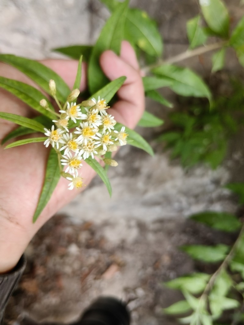Aster albescens photo 2