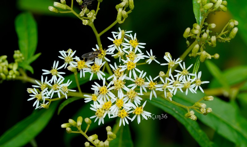 Aster albescens photo 3