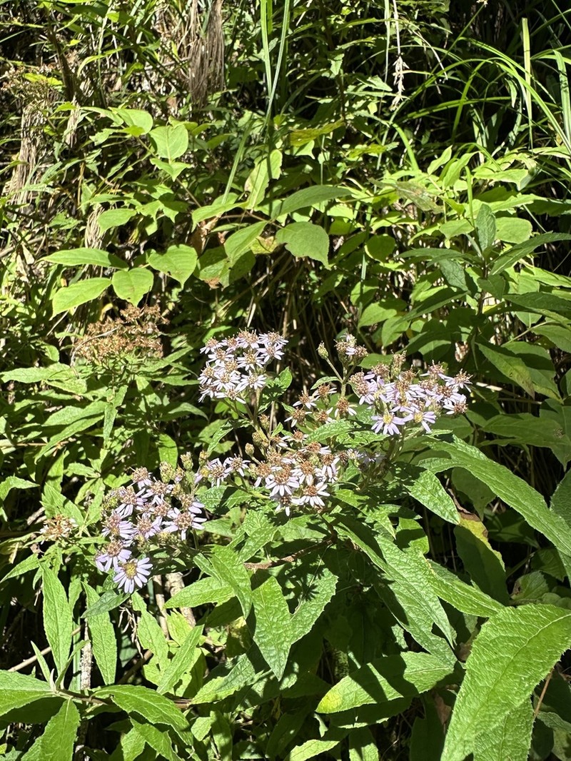 Aster albescens photo 4