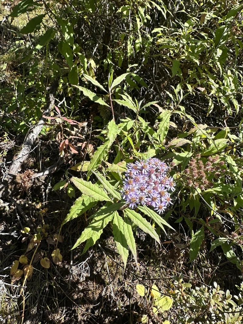 Aster albescens photo 5