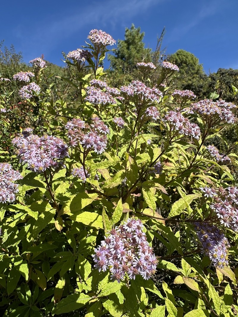 Aster albescens photo 6