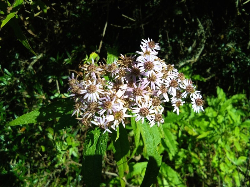 Aster albescens photo 7