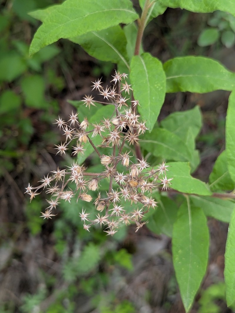 Aster albescens photo 8