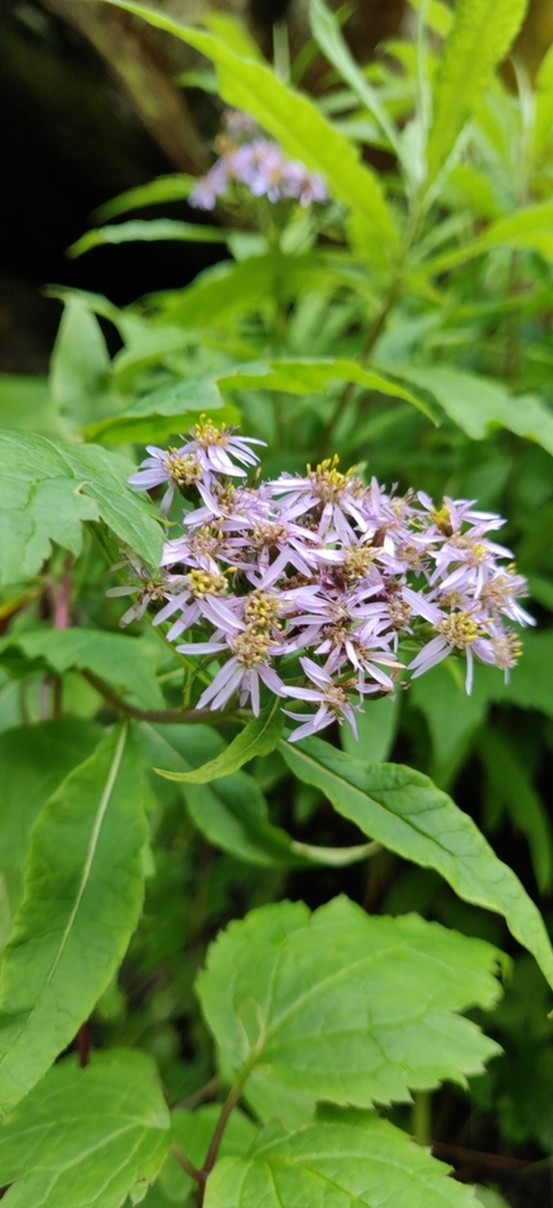 Aster albescens