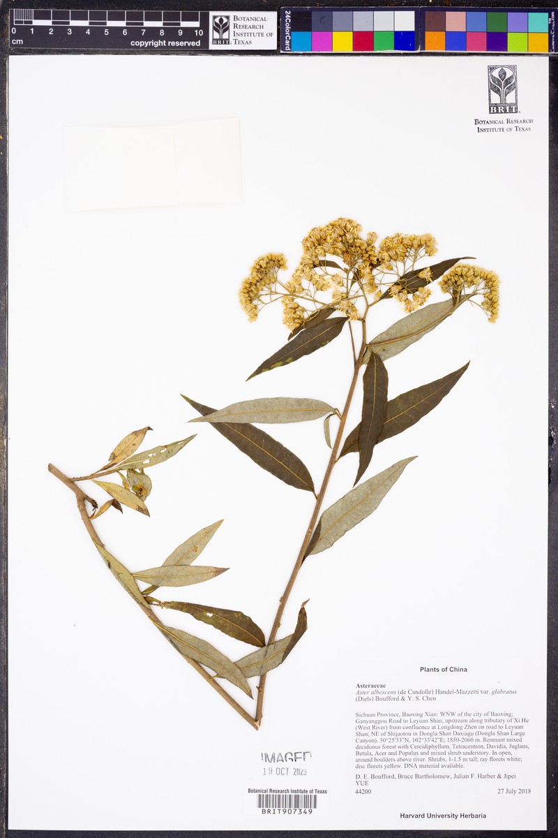 Aster albescens var. glabratus
