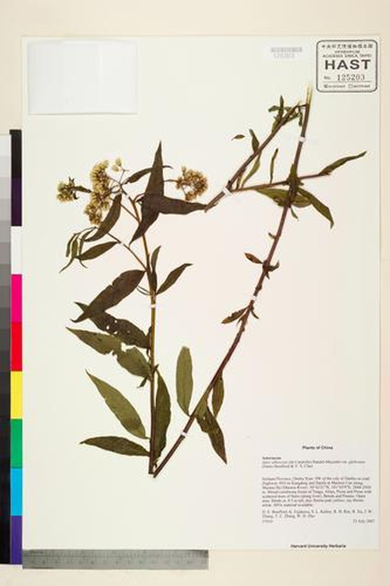 Aster albescens var. glabratus photo 2