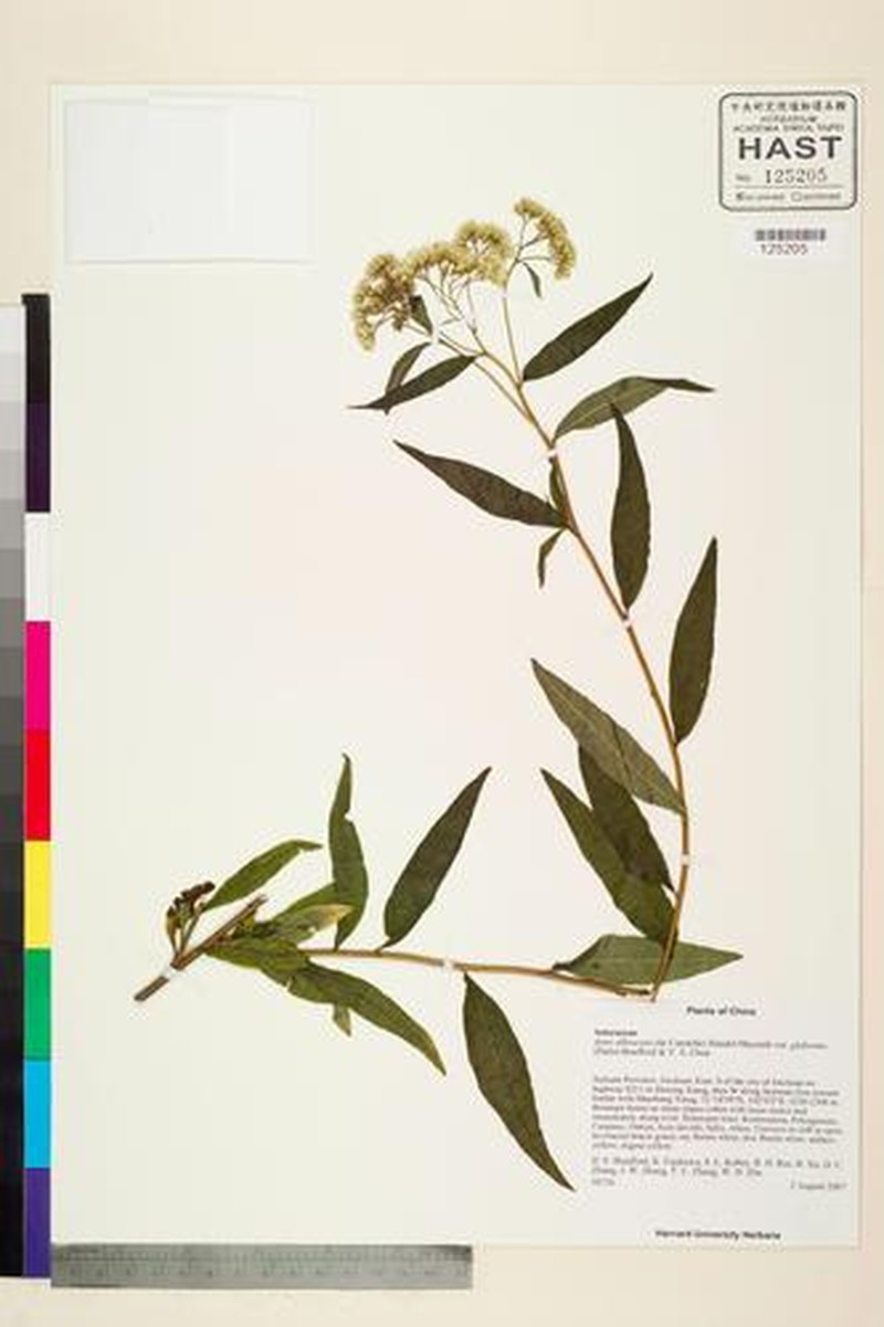 Aster albescens var. glabratus photo 3