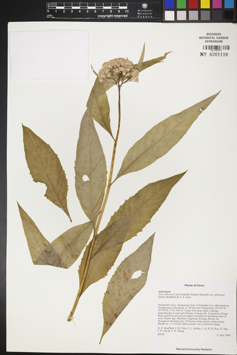 Aster albescens var. glabratus photo 4