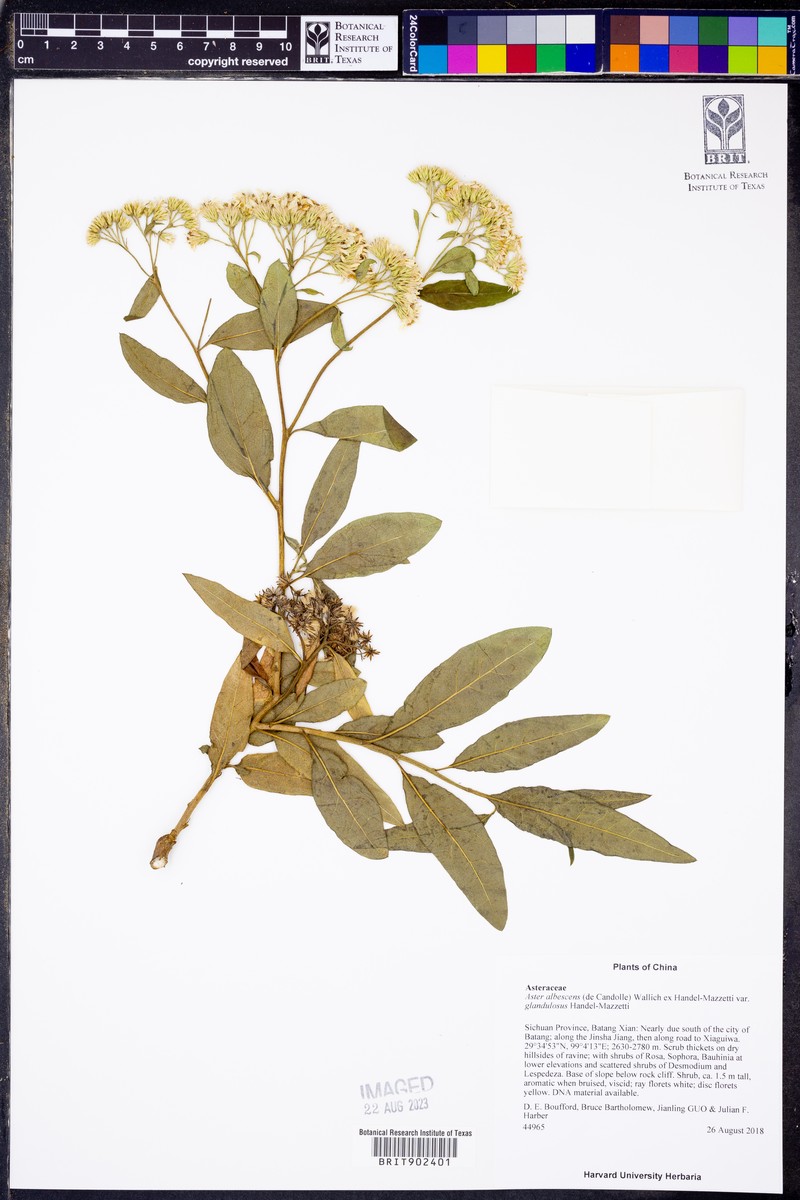 Aster albescens var. glandulosus