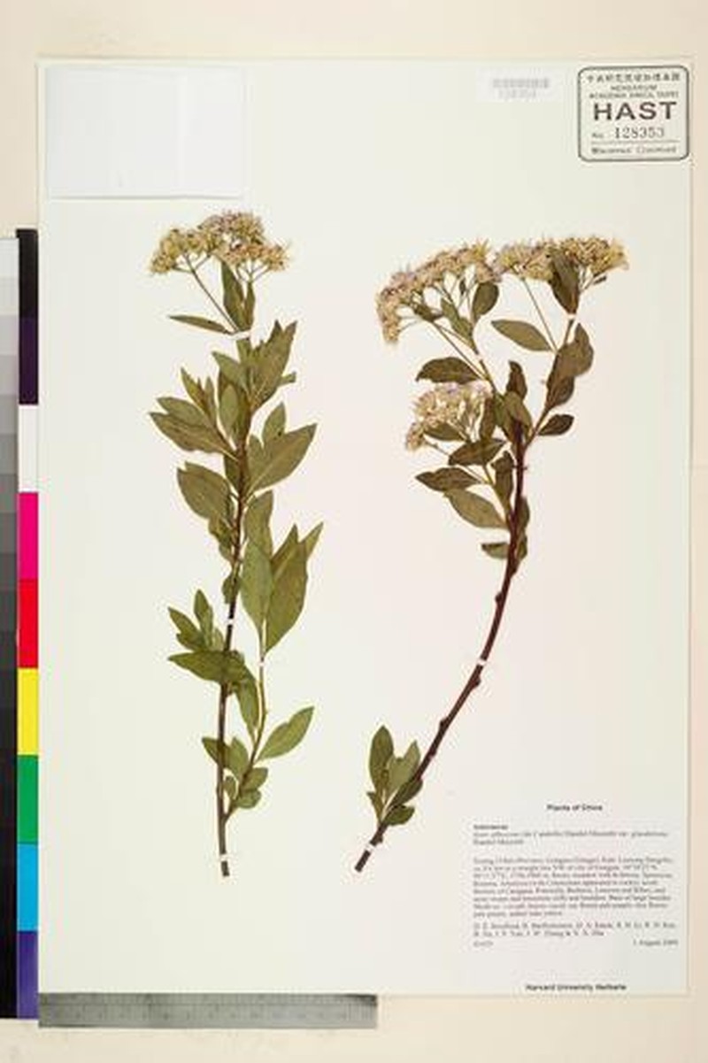 Aster albescens var. glandulosus photo 2