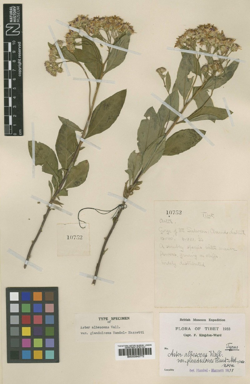 Aster albescens var. glandulosus photo 3