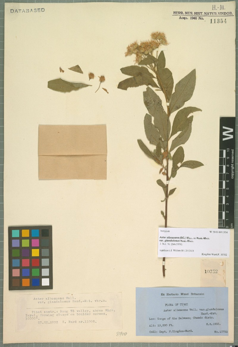 Aster albescens var. glandulosus photo 4