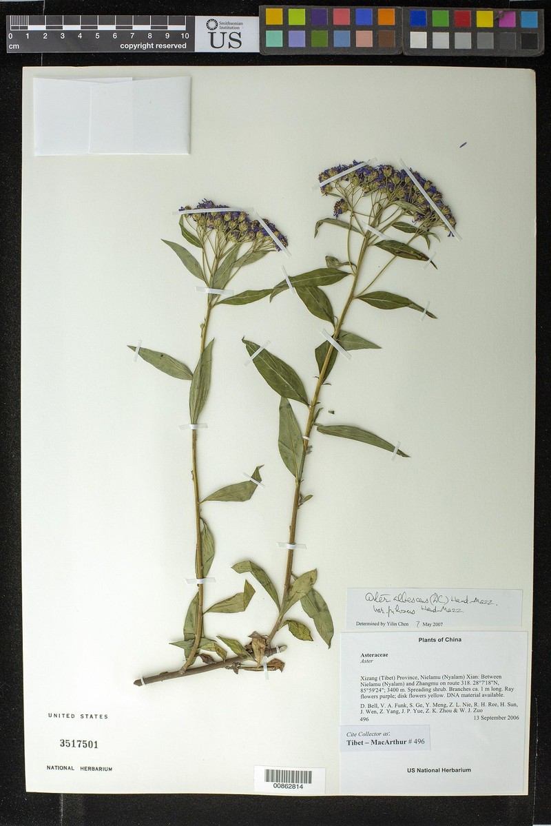 Aster albescens var. pilosus