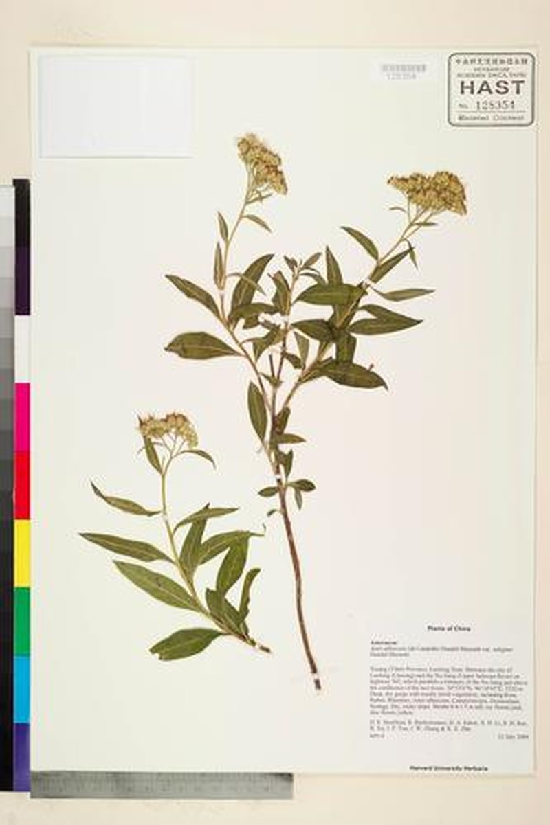 Aster albescens var. salignus