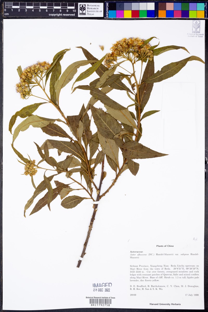 Aster albescens var. salignus photo 2