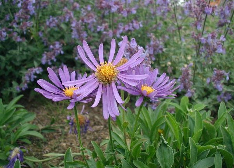 Alpine Aster