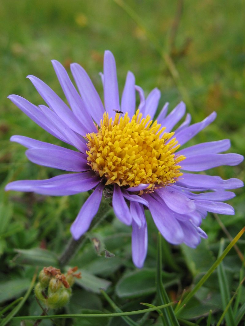 Alpine Aster photo 2