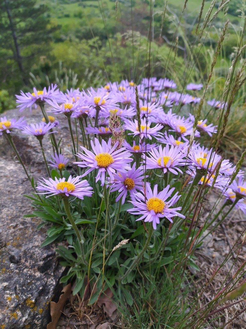 Alpine Aster photo 3