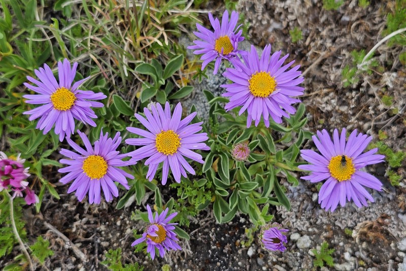Aster alpinus subsp. alpinus