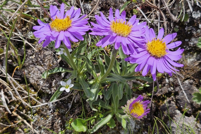 Aster alpinus subsp. alpinus photo 2