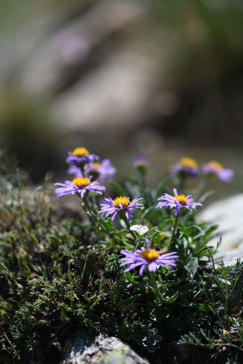 Aster alpinus subsp. alpinus photo 3