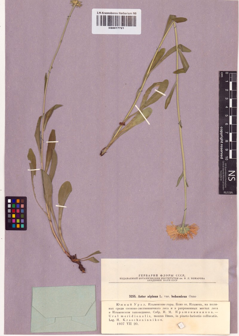 Aster alpinus subsp. bohemicus