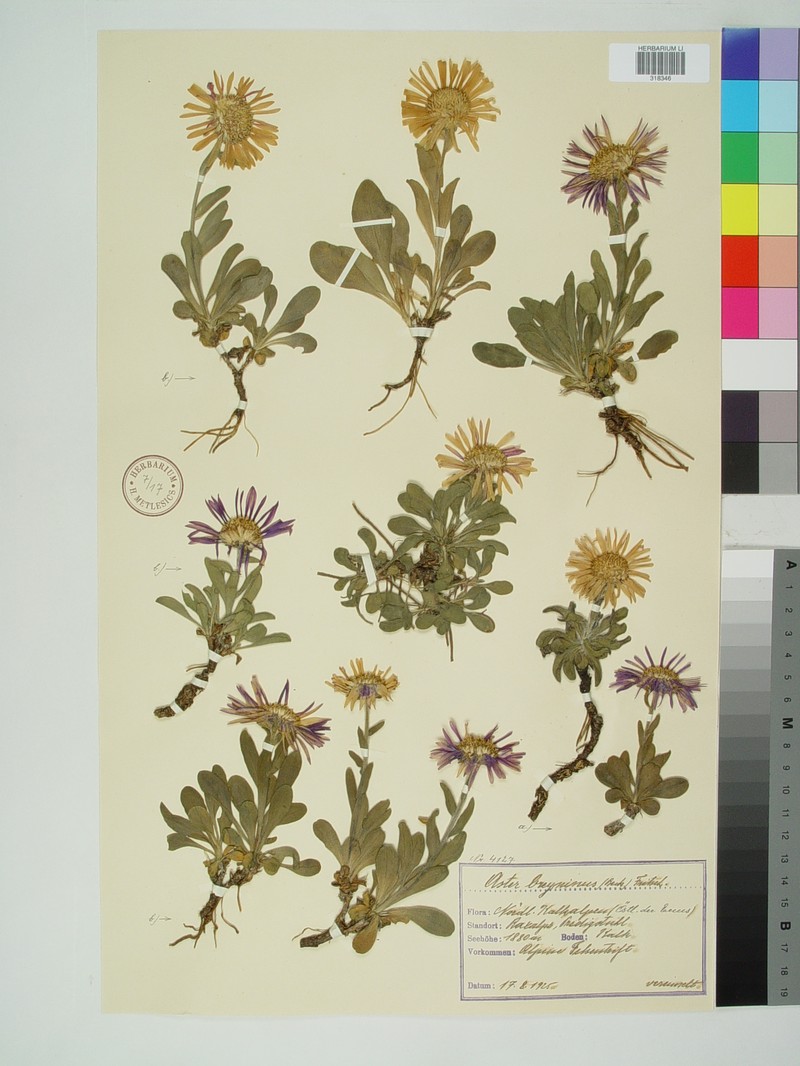 Aster alpinus subsp. breyninus
