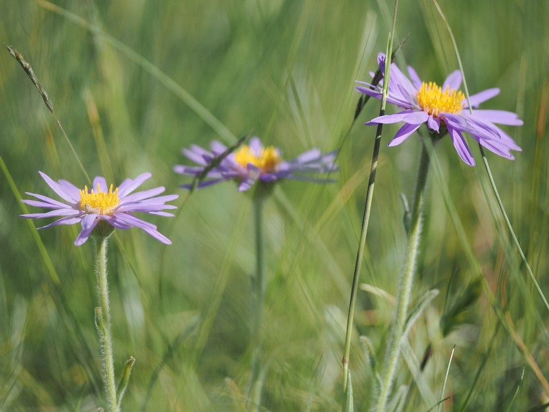 Aster alpinus subsp. cebennensis