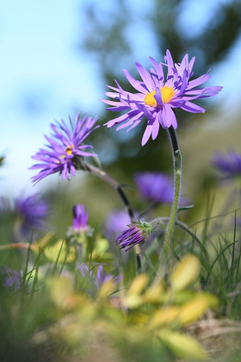 Aster alpinus subsp. cebennensis photo 2