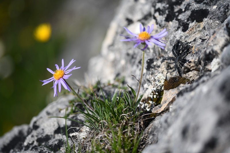 Aster alpinus subsp. cebennensis photo 3