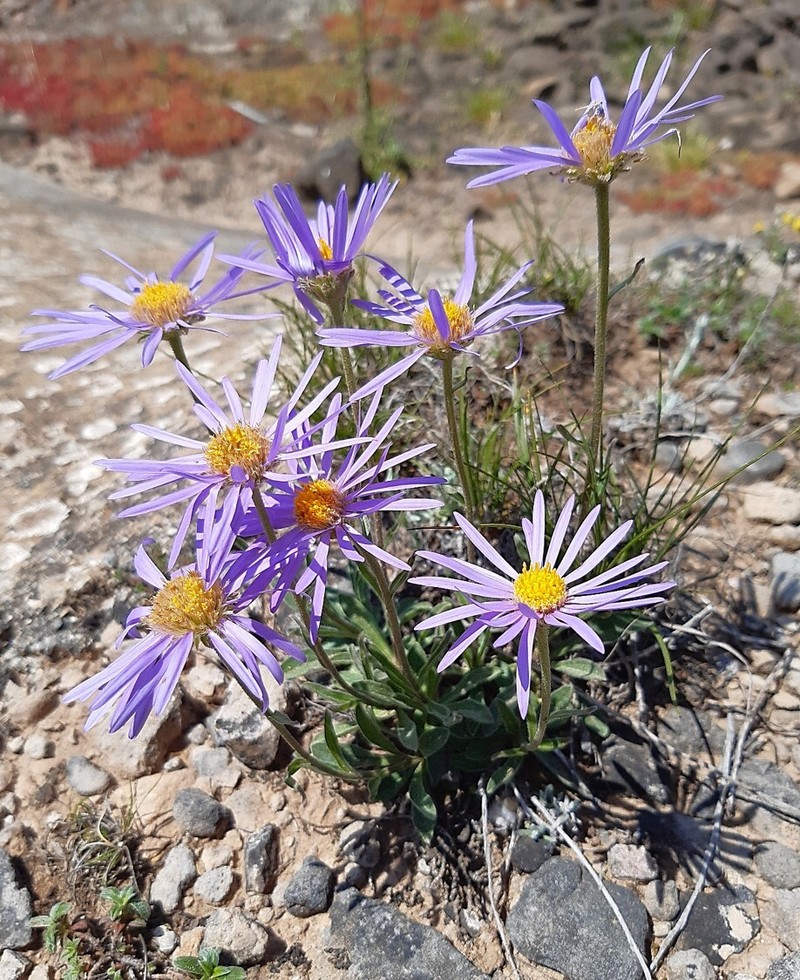 Aster alpinus subsp. cebennensis photo 4