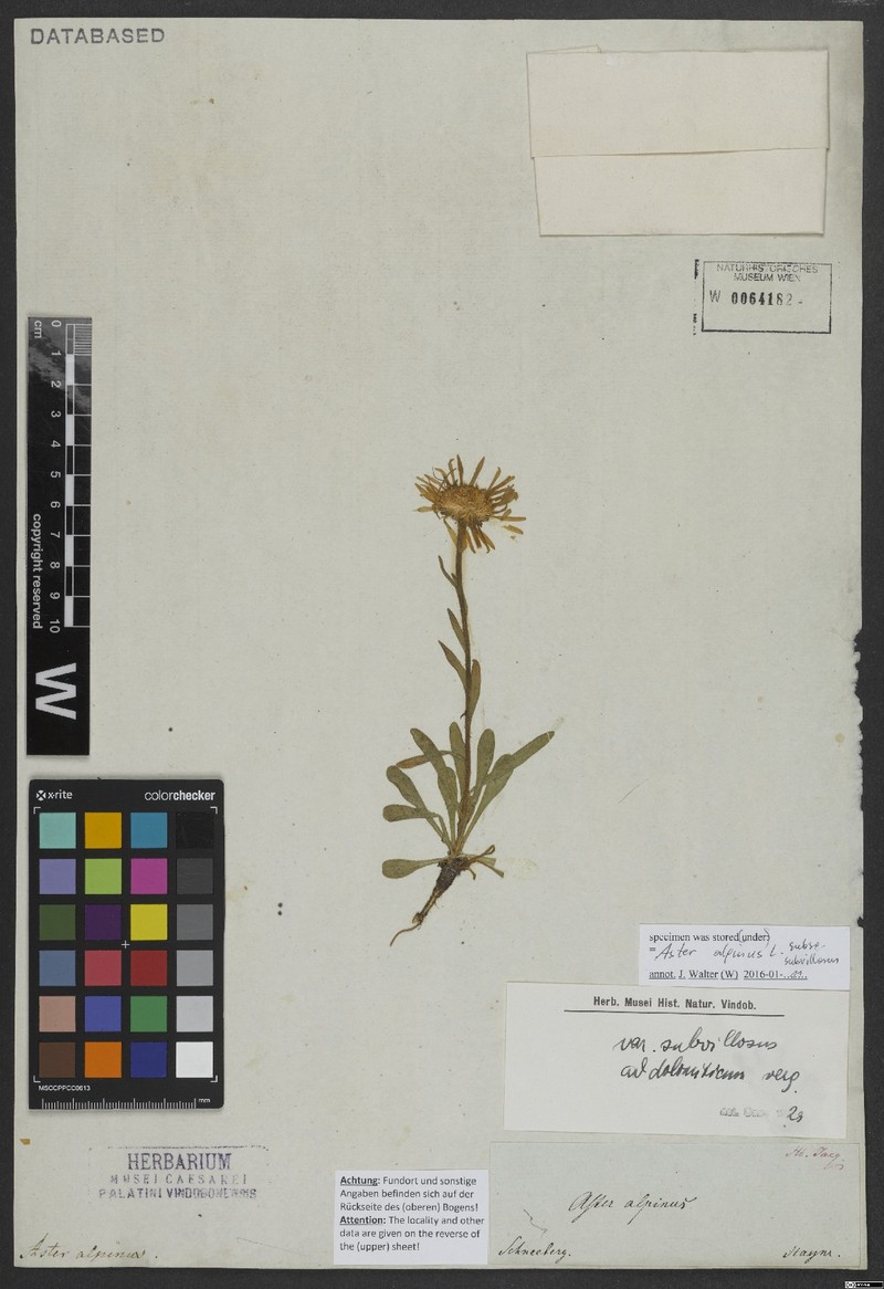 Aster alpinus subsp. subvillosus