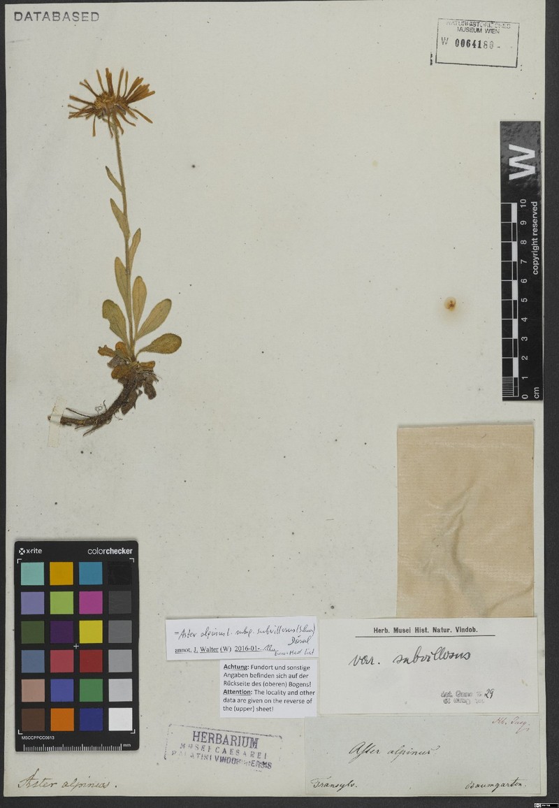 Aster alpinus subsp. subvillosus photo 2