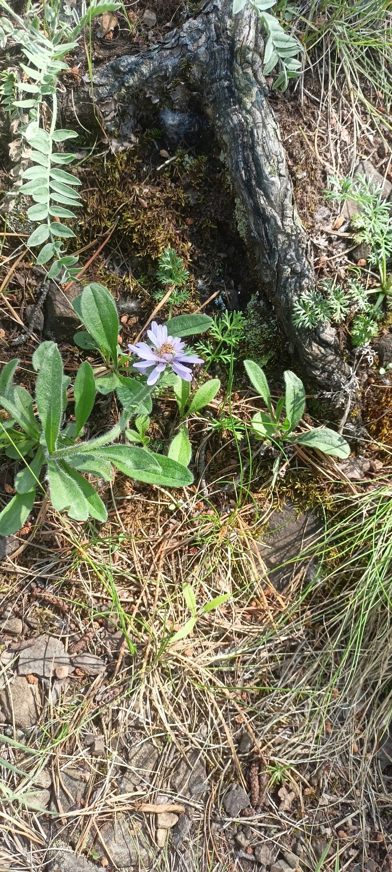 Aster alpinus var. serpentimontanus