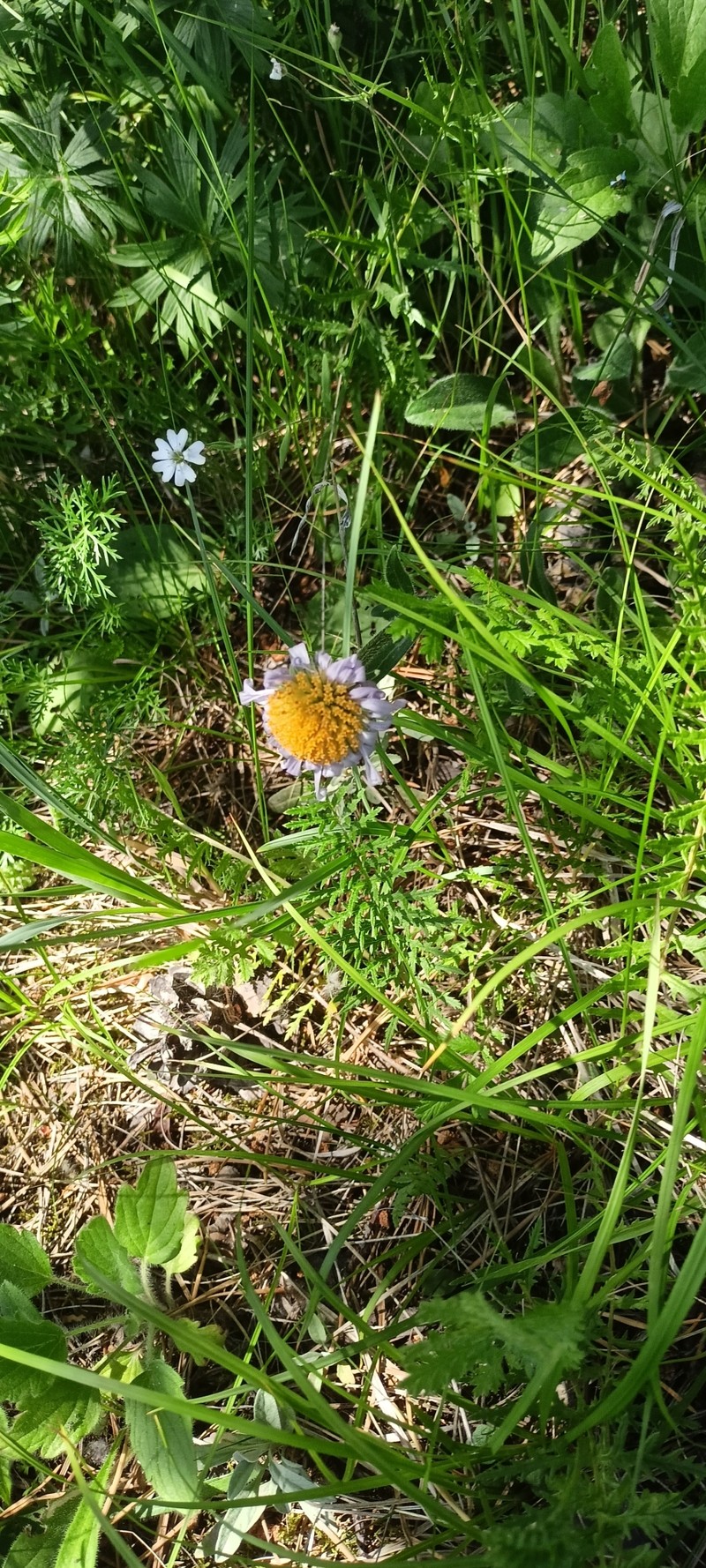 Aster alpinus var. serpentimontanus photo 2