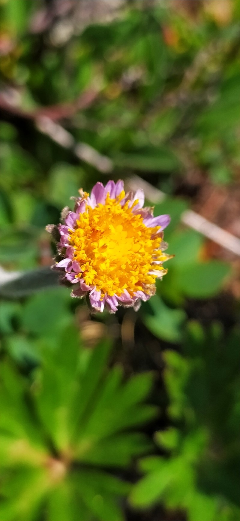 Aster alpinus var. serpentimontanus photo 3