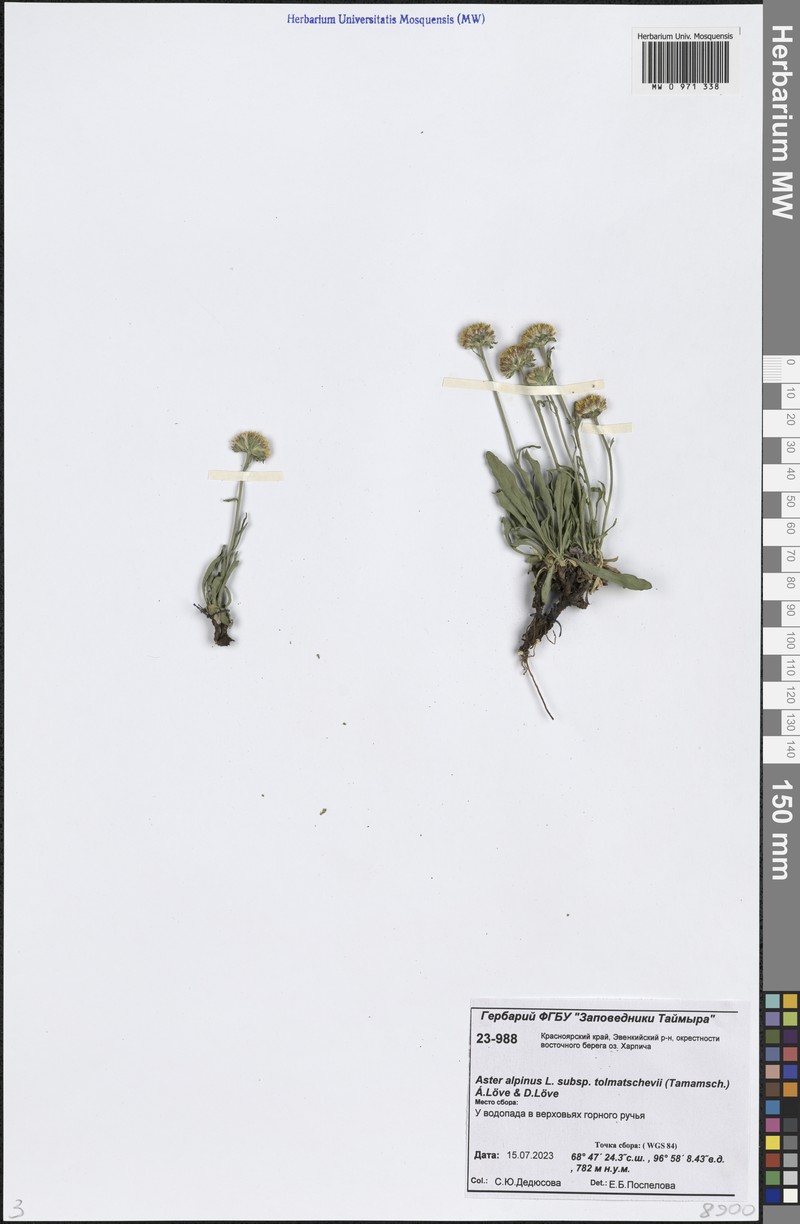 Aster alpinus var. serpentimontanus photo 4