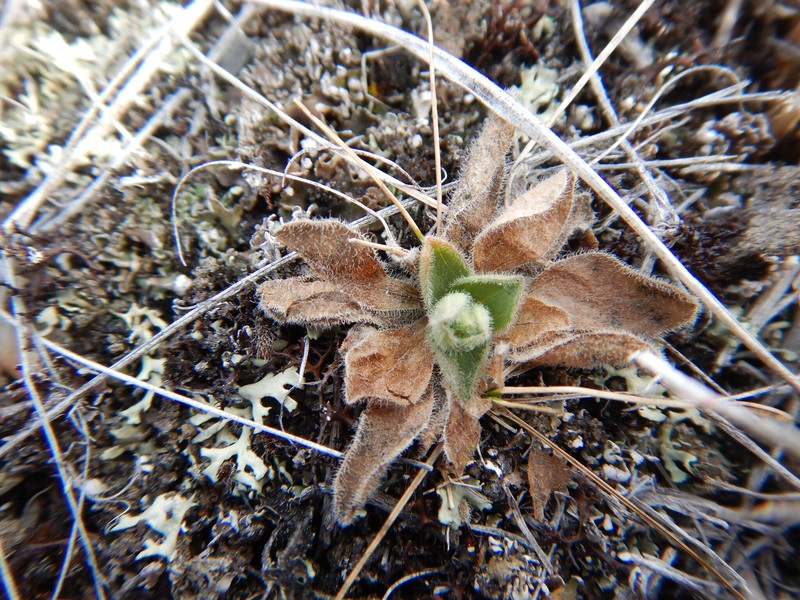 Aster alpinus var. vierhapperi