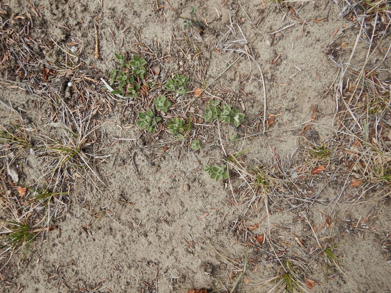 Aster alpinus var. vierhapperi photo 3