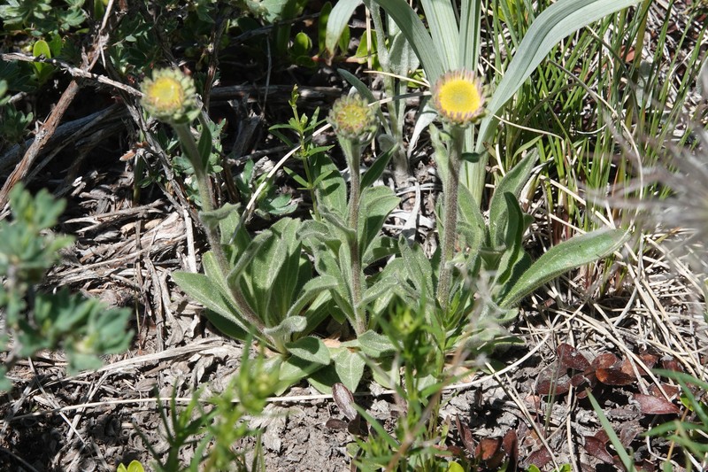 Aster alpinus var. vierhapperi photo 4