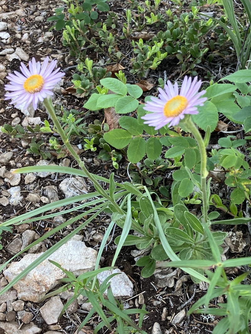 Aster alpinus var. vierhapperi photo 5
