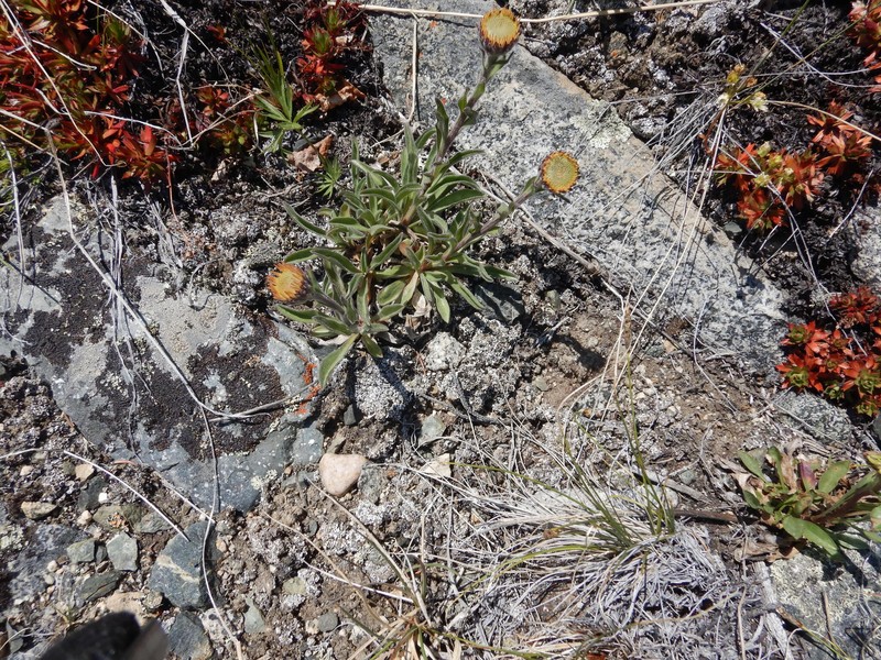 Aster alpinus var. vierhapperi photo 6