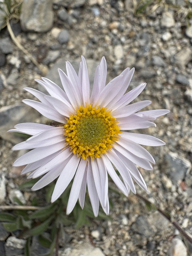 Aster alpinus var. vierhapperi photo 7