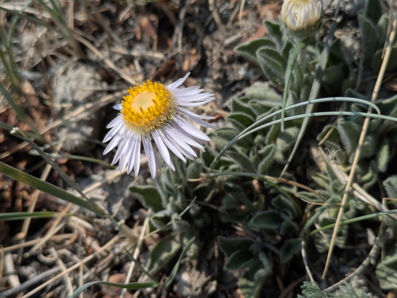 Aster alpinus var. vierhapperi photo 8