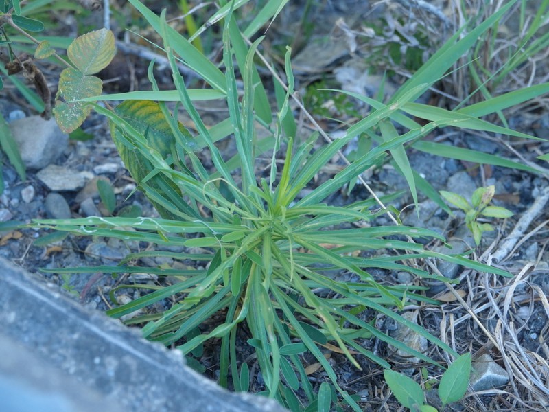 Heteropappus altaicus photo 5