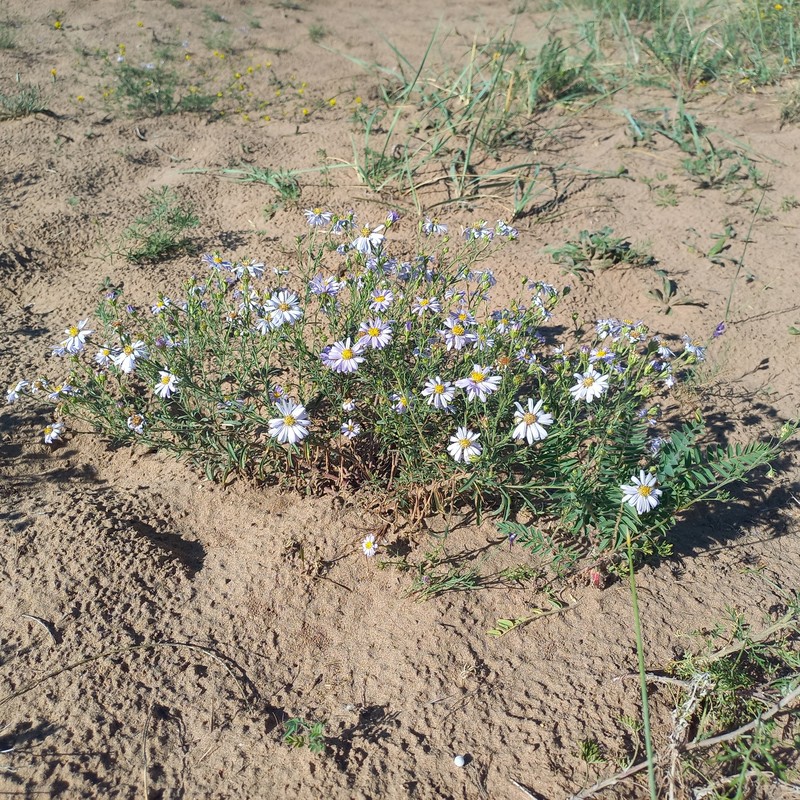 Aster altaicus var. canescens photo 2